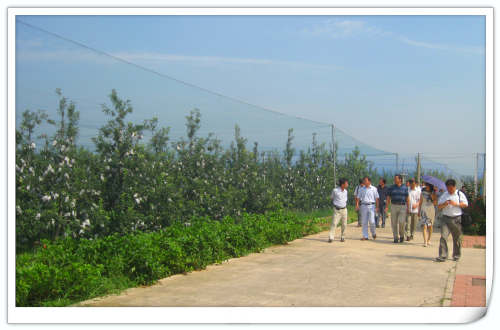 2011.8.19國家蘋果產業技術體系崗位專家試驗站長來天匯園參觀