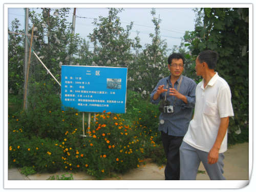 2011.8.24國家蘋果產業技術體系崗位專家李夏鳴研究員來天匯園考察指導