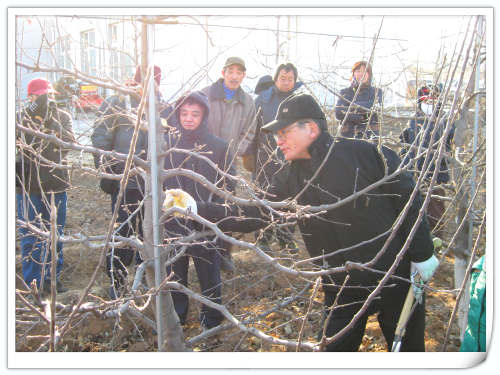 2011.1.6外國蘋果專家成田束敏先生在天匯園果園修剪示范