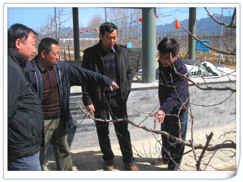 2011.3.22國家蘋果產業技術體系崗位專家魏欽平教授來天匯園指導工作