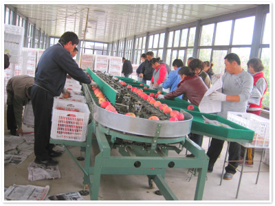 選果機篩選過程